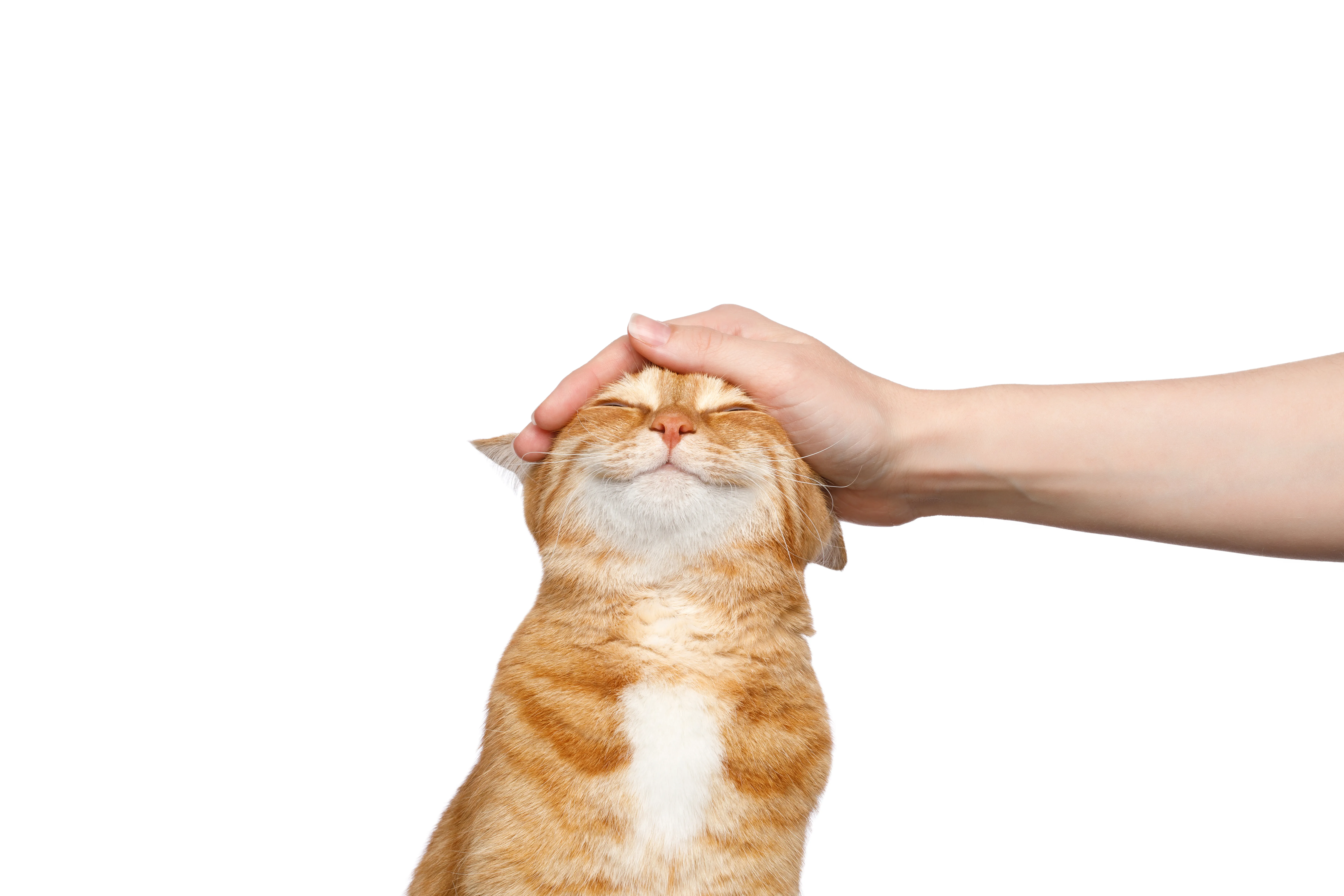 Adorable cat with loving expression, close-up portrait showing deep emotional connection